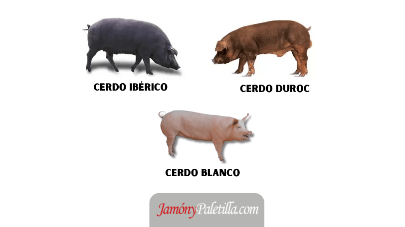 Diferencia entre los cerdos Duroc, cerdos blancos y cerdos ibéricos